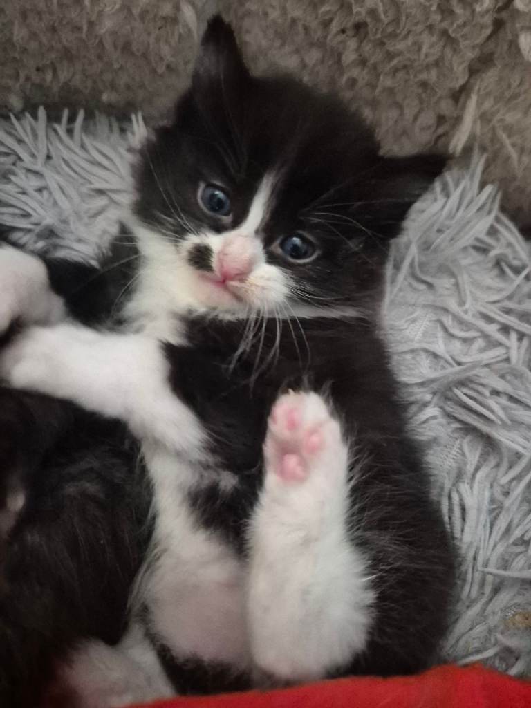 Ready This Week! 3 Stunning Siberian Mix Kittens – Fluffy & Unique 🐾