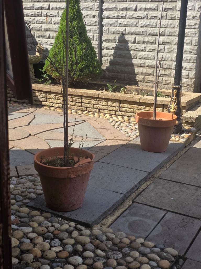 X2 terracotta pots