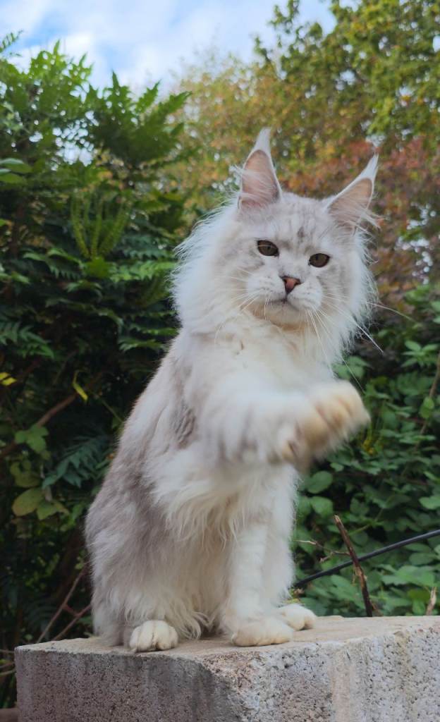 Maine Coon Kitten