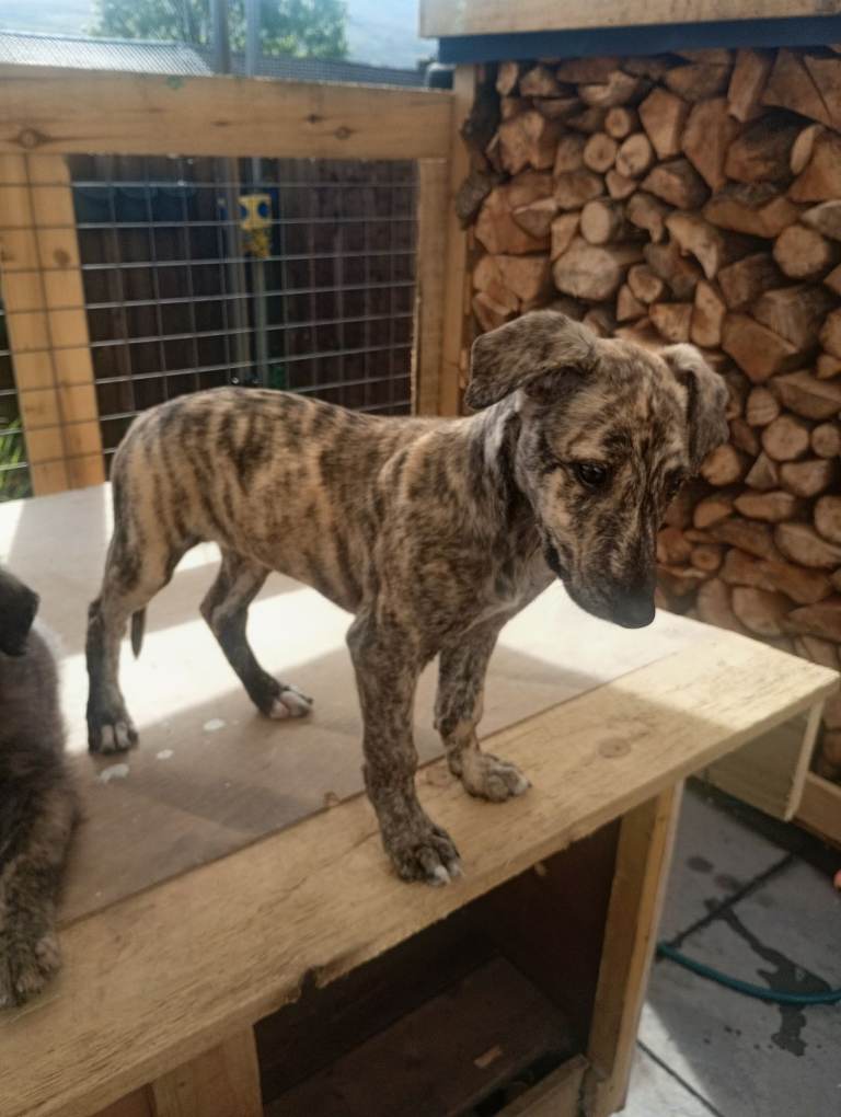 Deerhound Saluki x Bull Wheaton Beddy Greyhound 