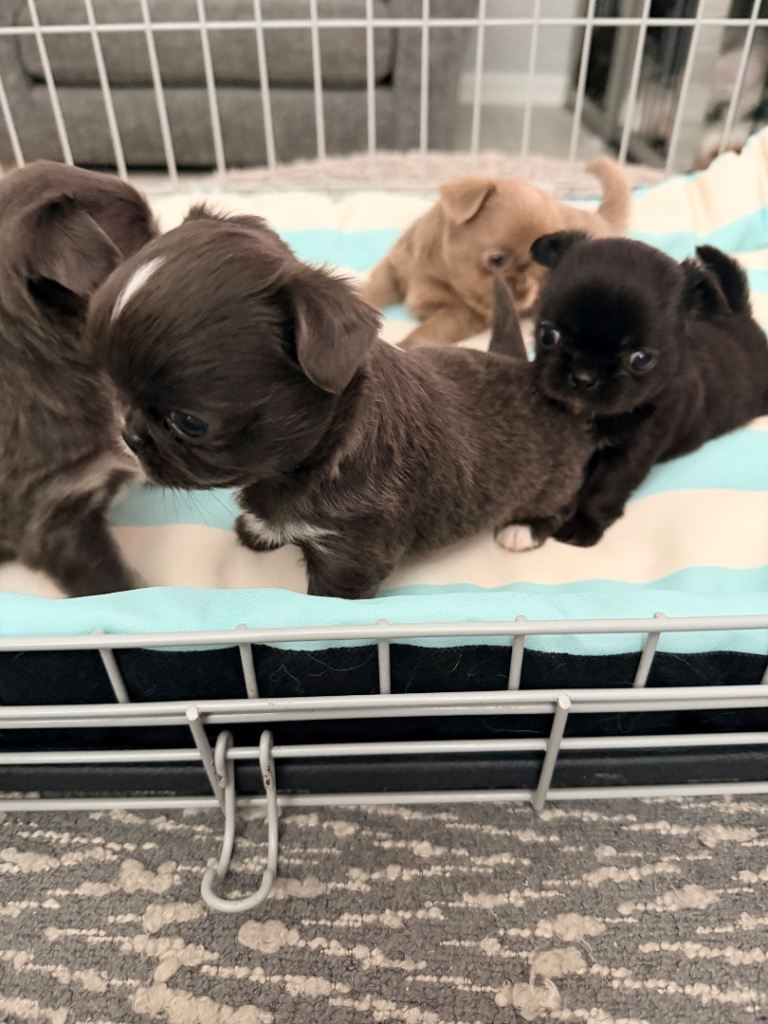 Chihuahua long coat