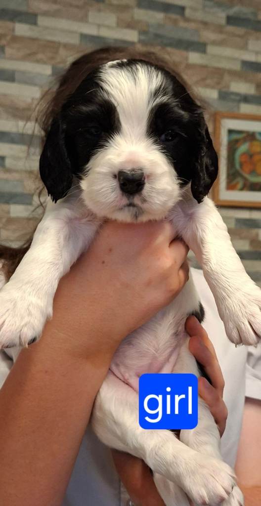 Sprocker Spaniel Puppies