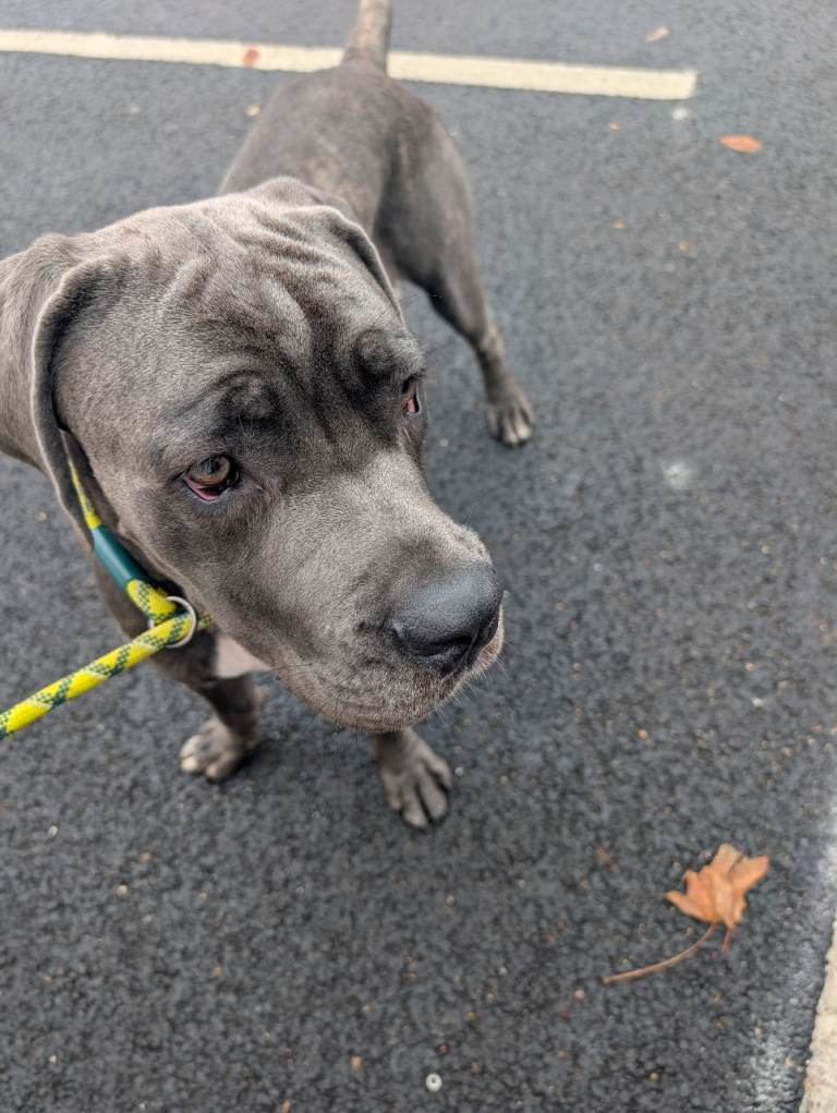 Cane corso 