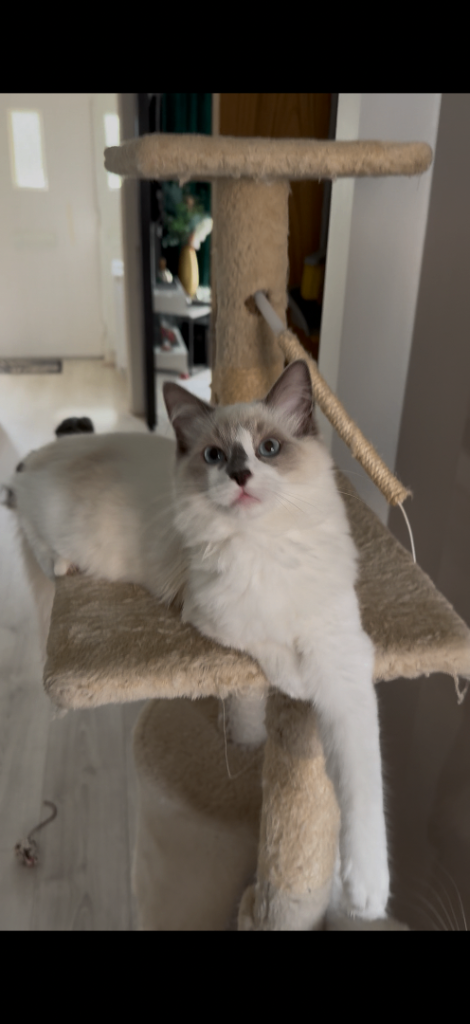 Ragdoll kittens 1 girl