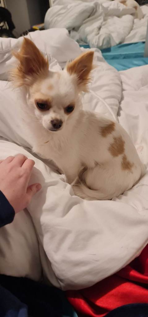 2 year old Chihuhaha 