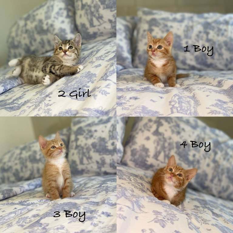 4 kittens forsale 
