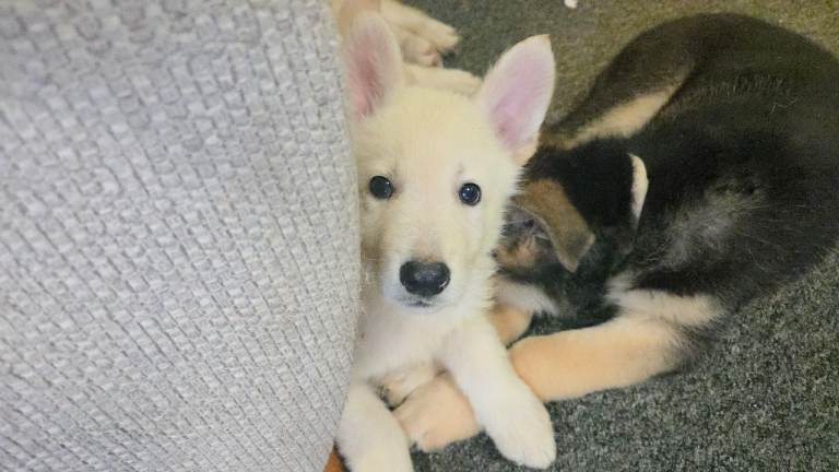 White german shepard 4months 