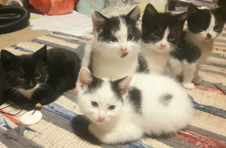 Black white kittens Essex