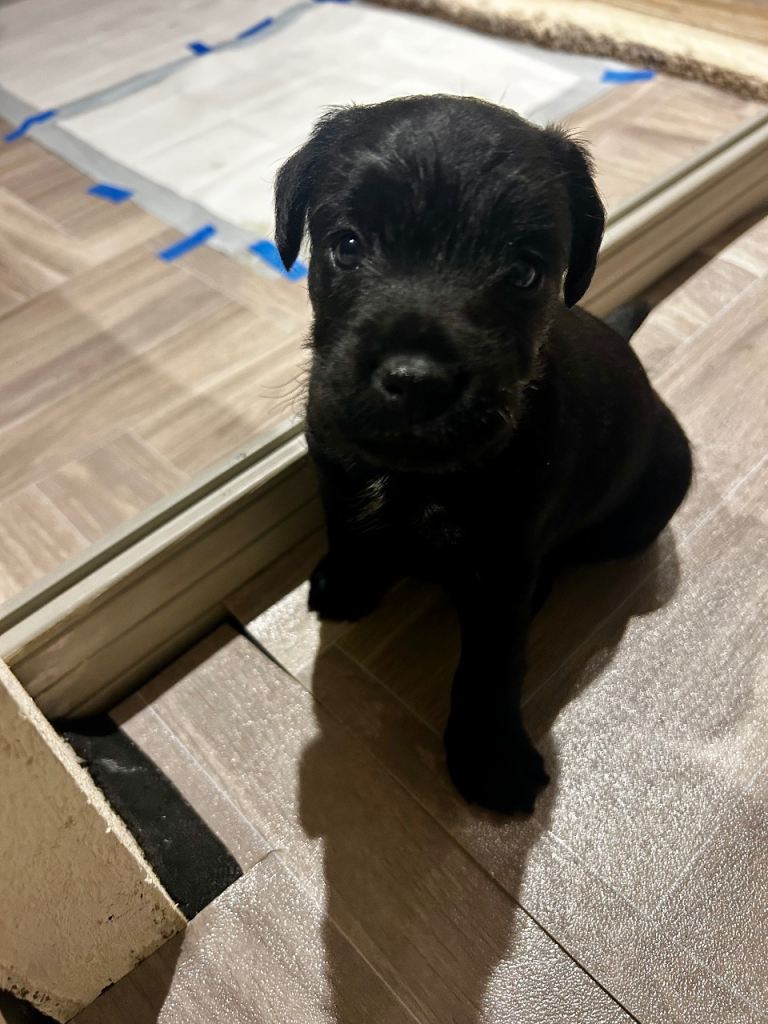 Patterdale terrier puppies 