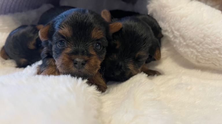 Yorkshire Terrier Puppies