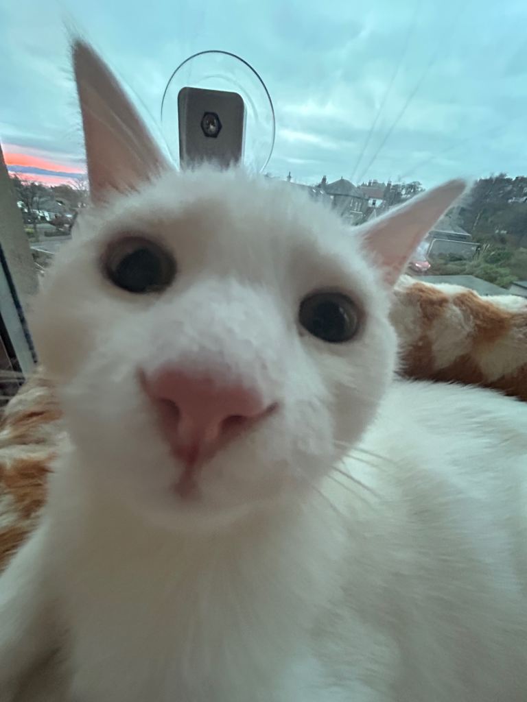 Ragdoll x Maincoon Kitten 5 months 