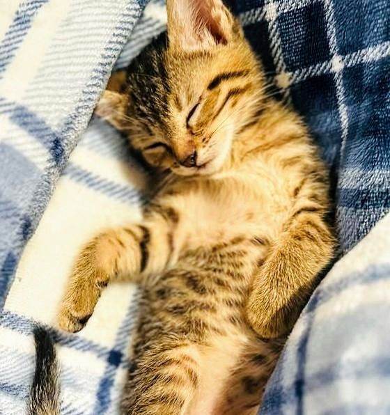 Simply stunning Ragdoll x Bengal kittens ready now for their forever loving new homes :)