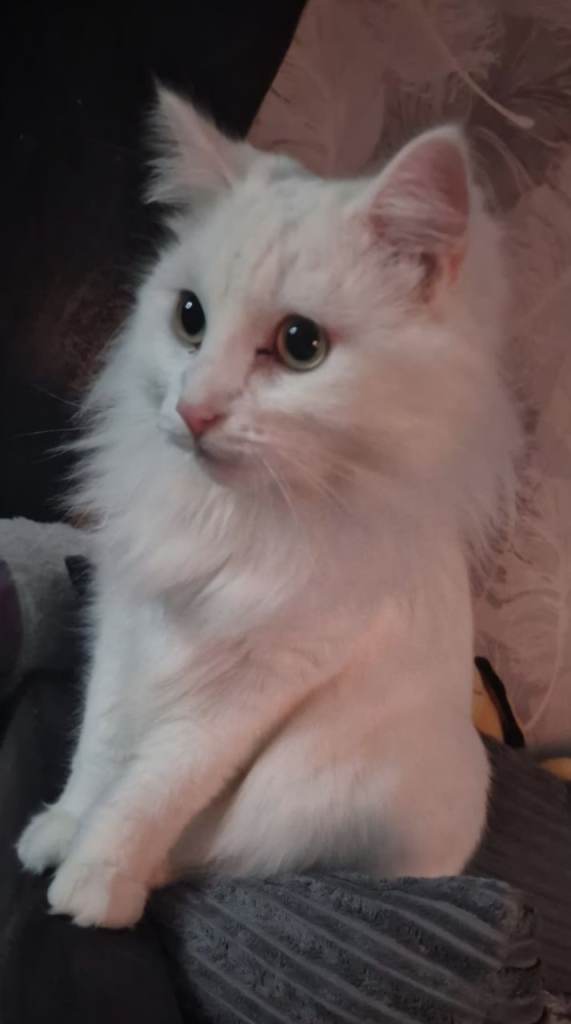 Turkish Angora Female 2+Years old