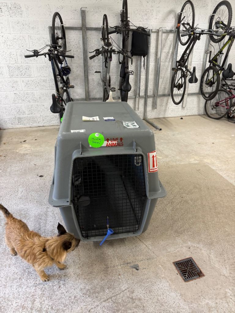 XL dog crate, airline approved 