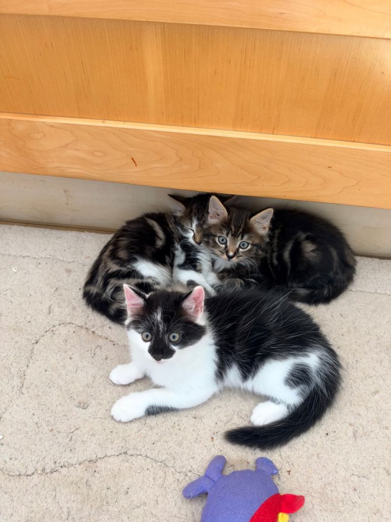 LAST ONE!! Beautiful Male Kittens