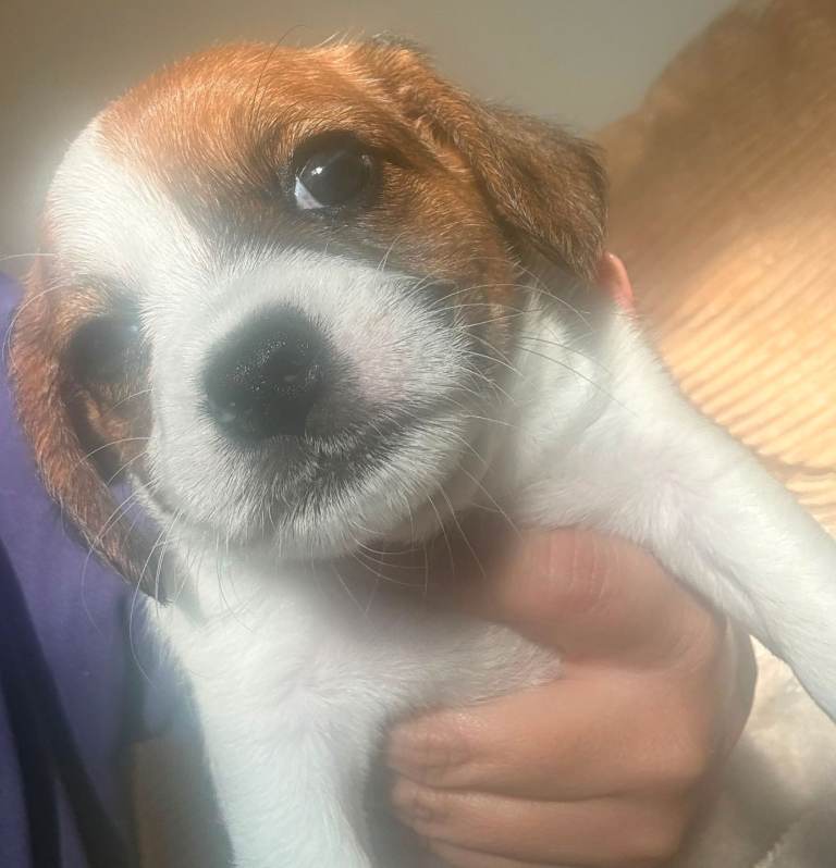 Jug pups for sale all female