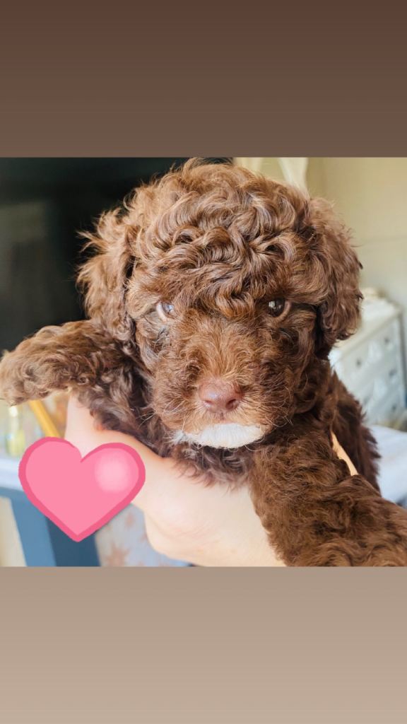 🤎🐾 Gorgeous F1BB Chocolate Cavapoo Puppies – Boy & Girl 🐾🤎