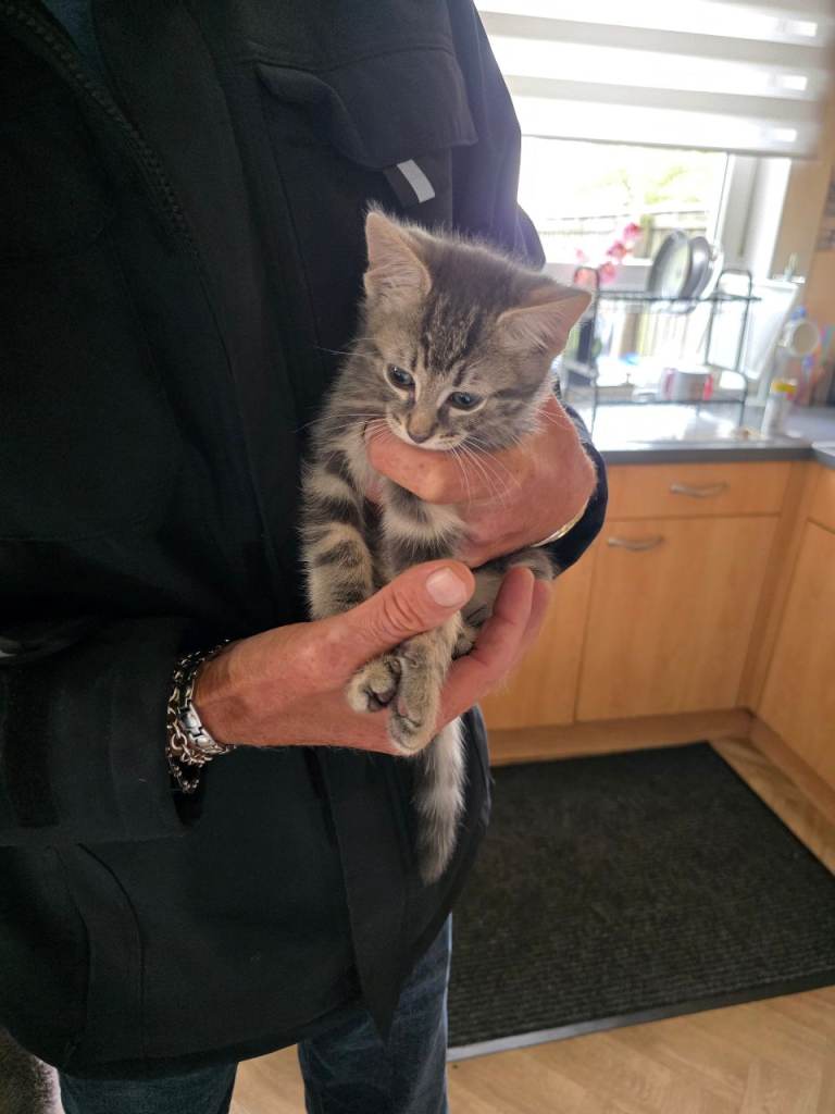 Kitten