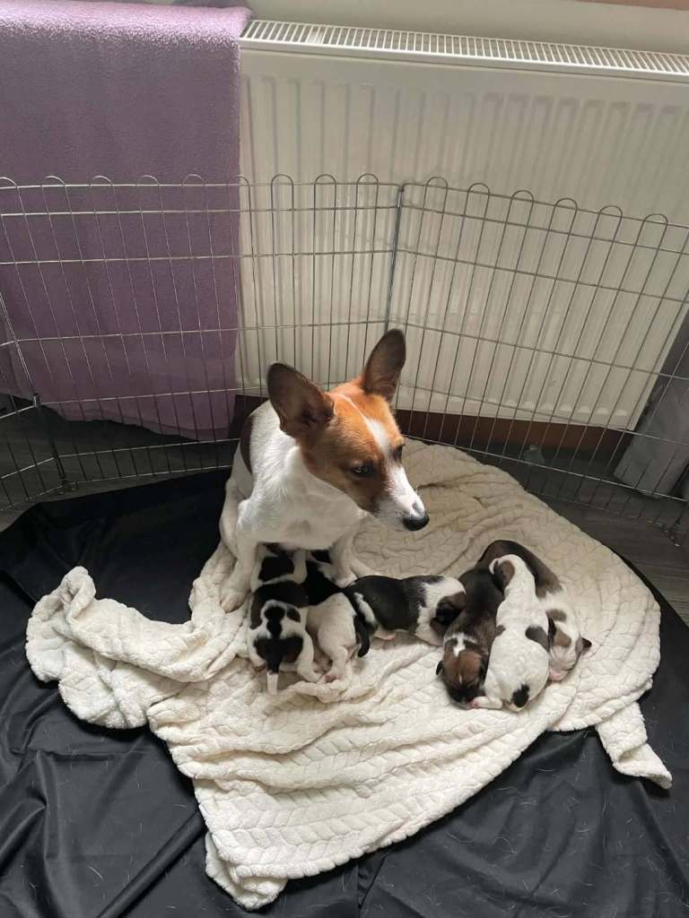 Jack Russell puppies 