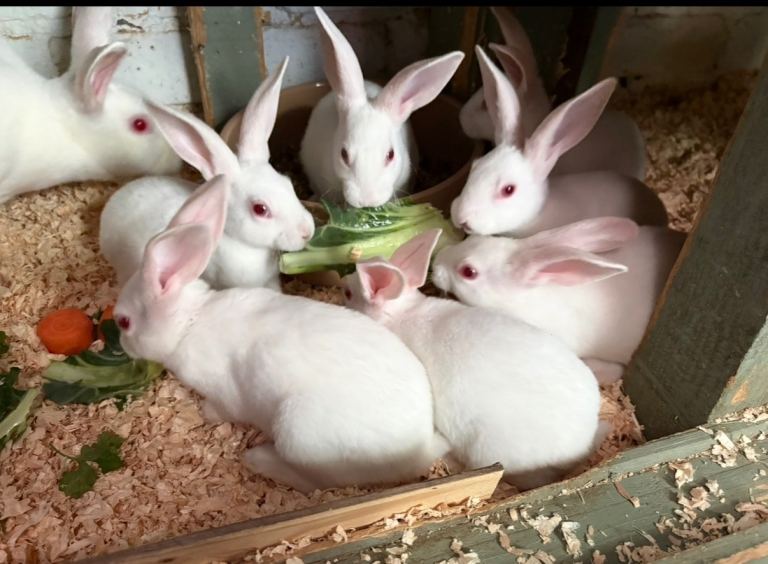 Beautiful White Ermine Rex Rabbits Ready for Their Forever Homes