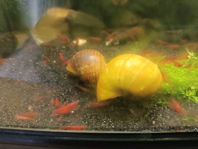 Giant Cinnamon Mystery Snail