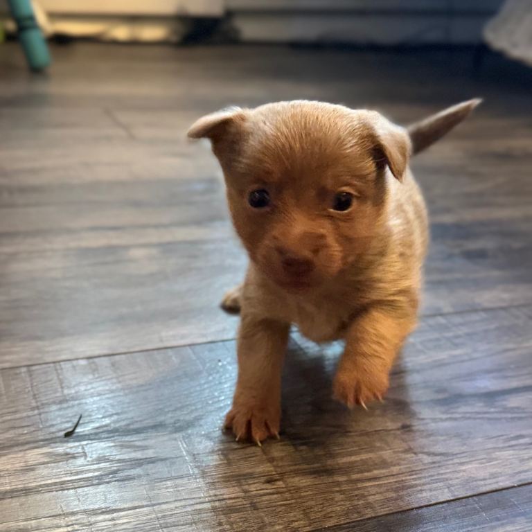Stunning miniature Jack Russell puppies 