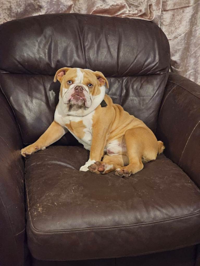 3 year old olde english bulldog
