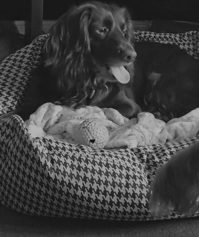 Cocker spaniel for sale