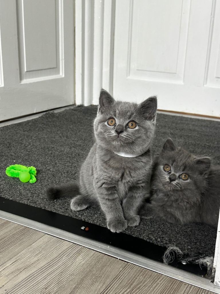 Beautiful British Shorthair Kittens