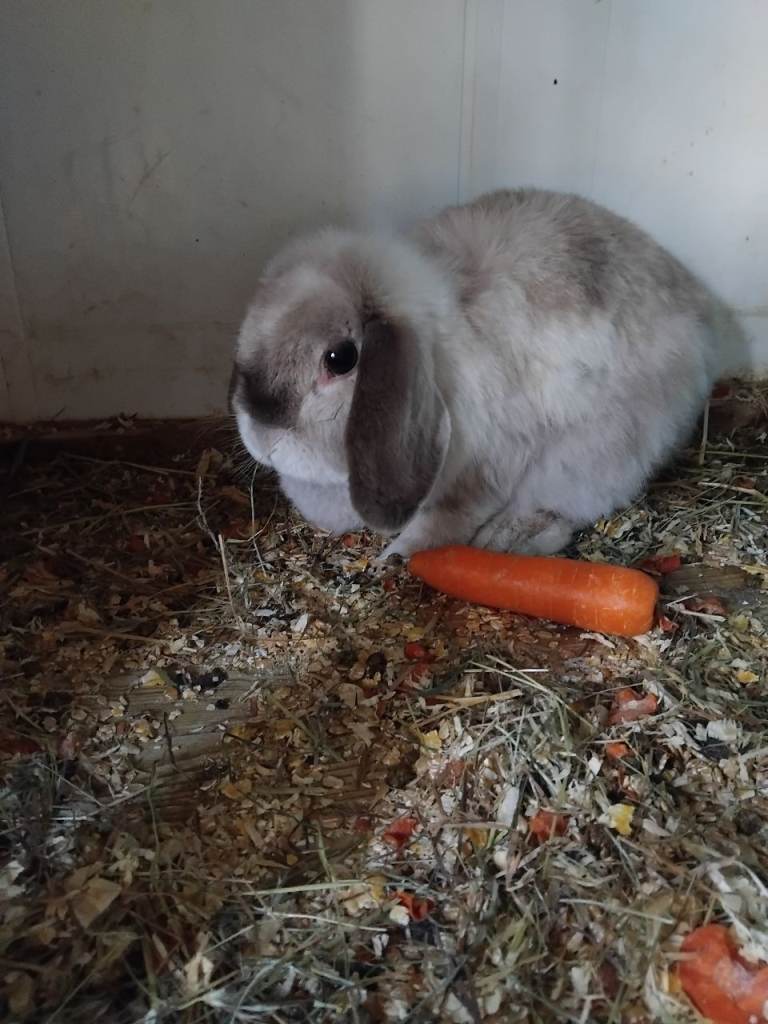 Baby lops