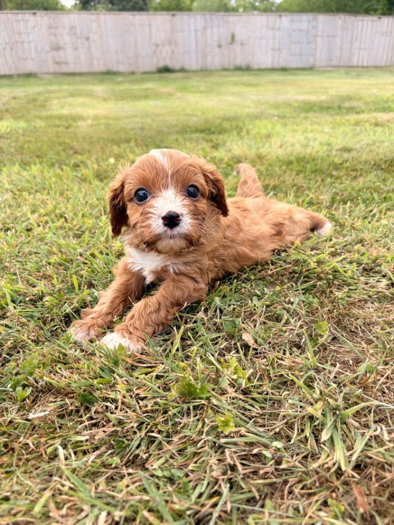 Cavapoo litter ( 3xM 2xF ) 