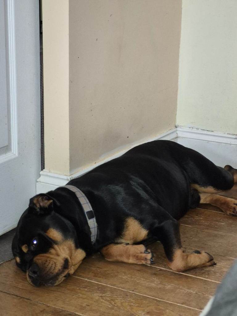 Rottweiler 