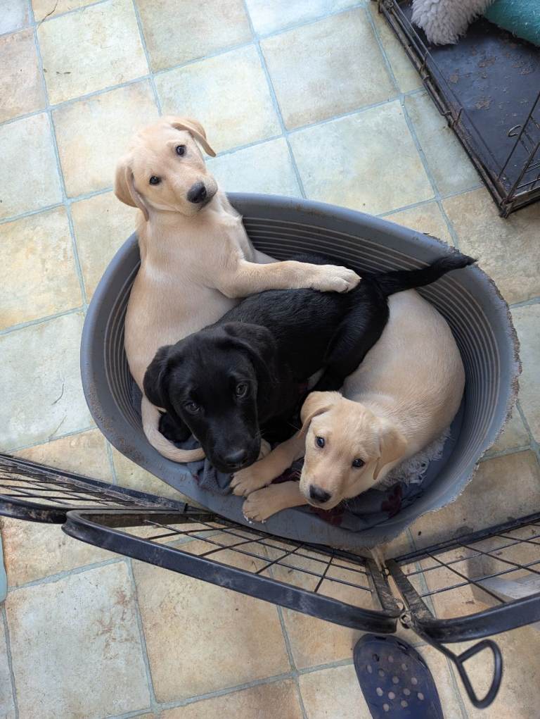 K C registered Labrador  puppies.2 boys left 1 black ,1 yellow 