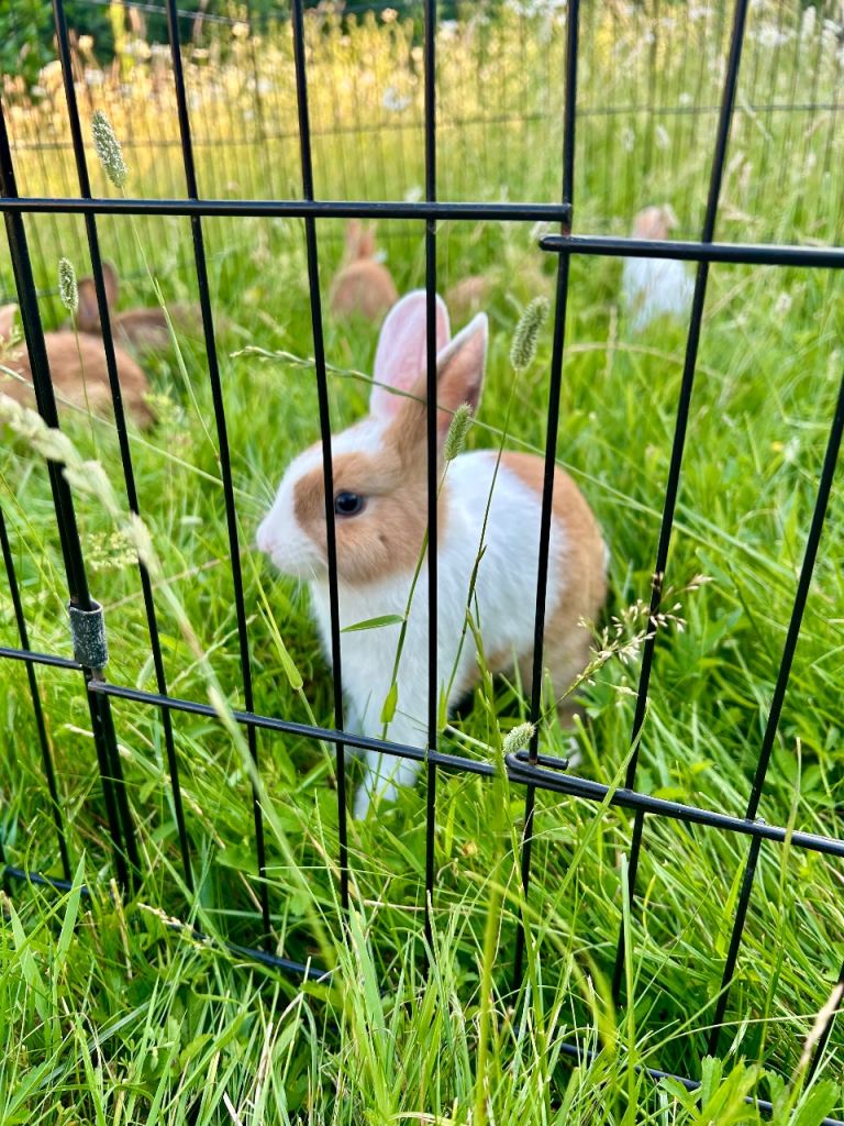 2 months old bunny 🐰 is looking for a forever home