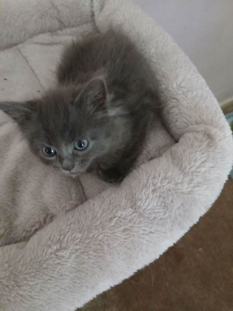 Ragdoll/British blue kitten