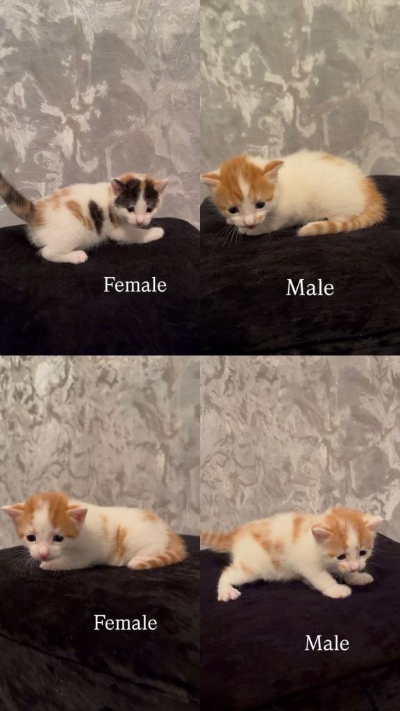 Kittens for sale 