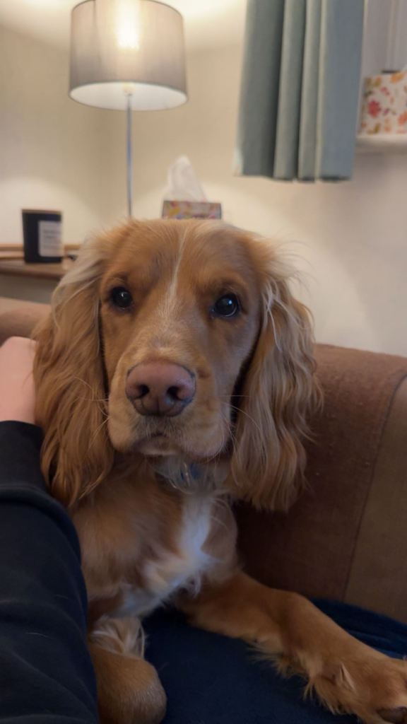 Looking for a Loving Home