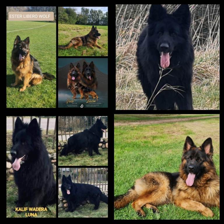 KC Top Quality German Shepherd Long Hair puppies  