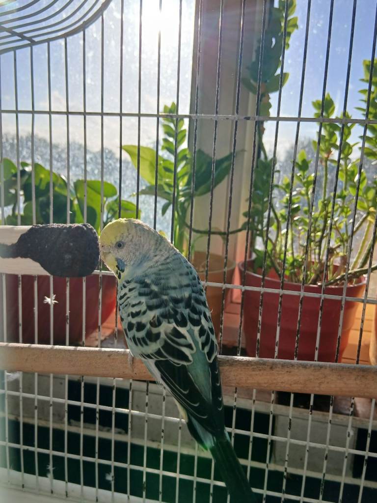 Budgie and cage for Sale!