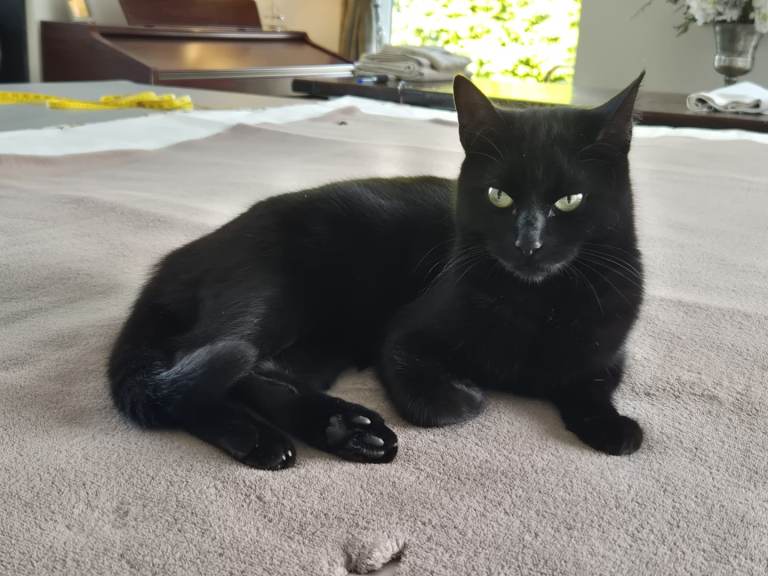 Beautiful female cat
