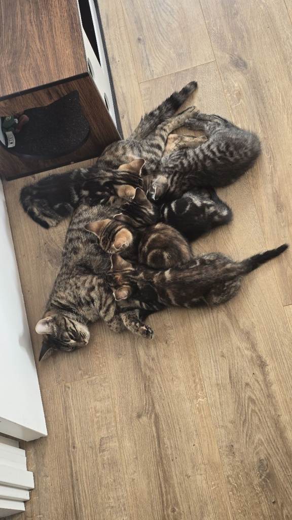 Kittens 