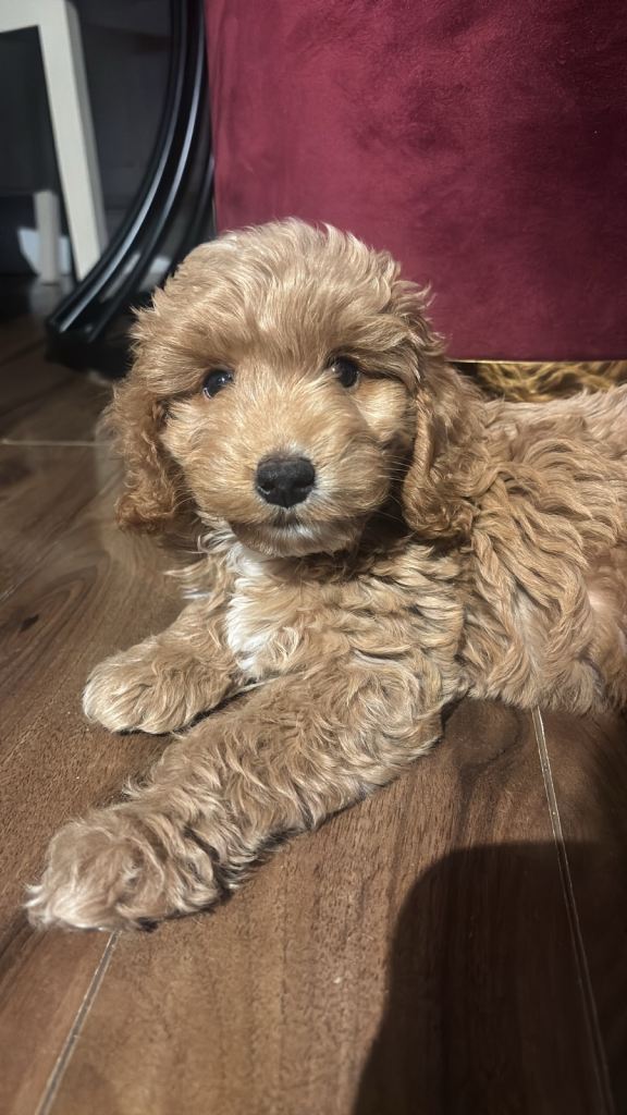 F1 Cockapoo Pup