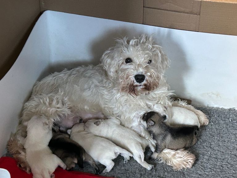 Stunning KC Reg Miniature Schnauzers