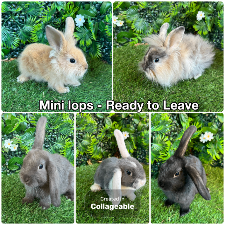 🐰✨Beautiful Mini lop Rabbits ✨🐰