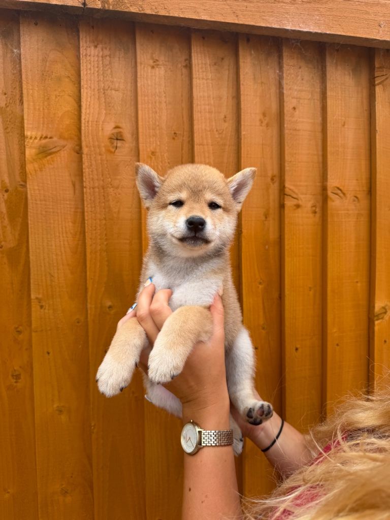 Adorable Shiba Inu Puppies Looking for Their Forever Homes 🏡❤️