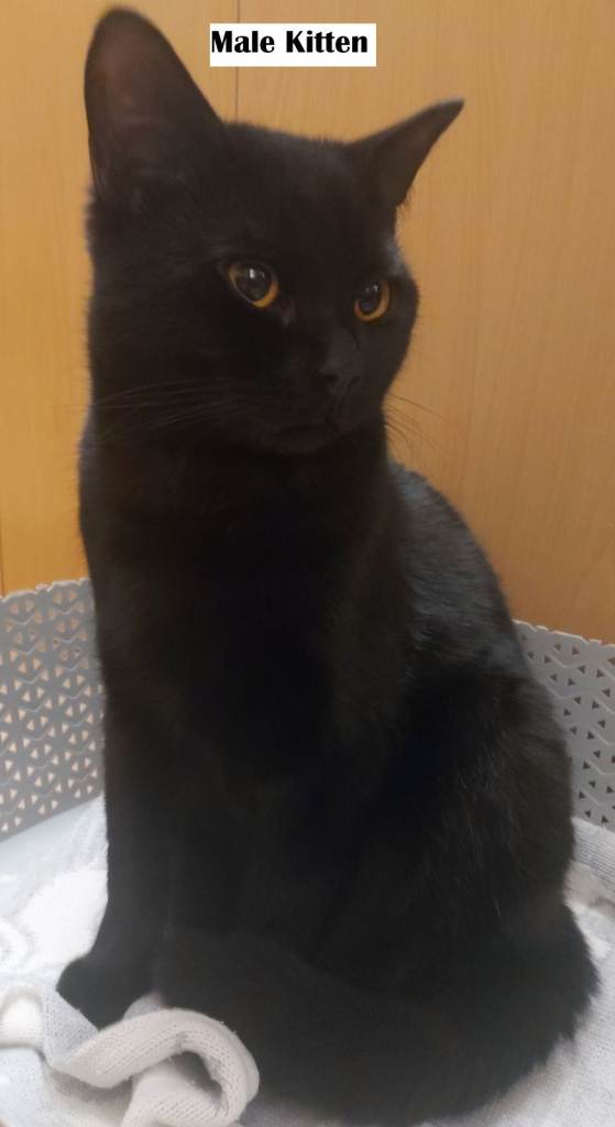 2 kittens are looking for a new home - mom British Shorthair