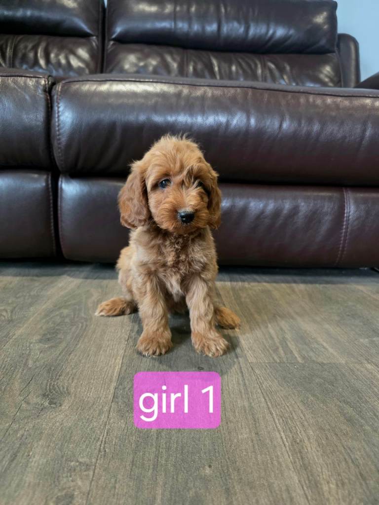 Gorgeous litter of Cockapoo pups 🐾❤️