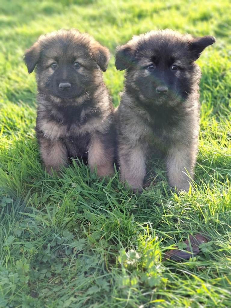 Long haired German Shepherd pups Males  