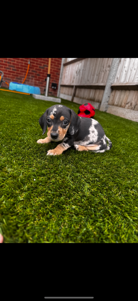 Mini Dachsunds for sale 😍