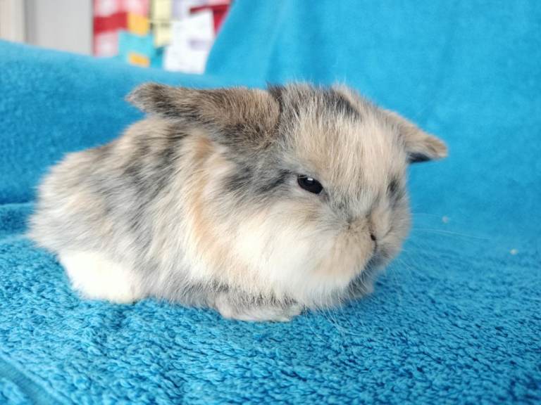 Baby mini lop rabbits for sale 